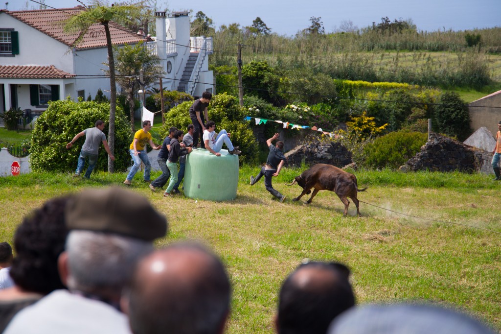 Bullfighting, Sao Miguel, Azores